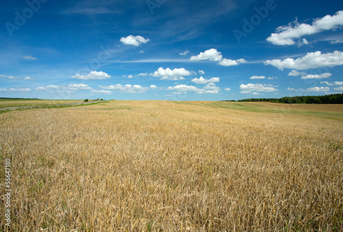 beautiful wheat field