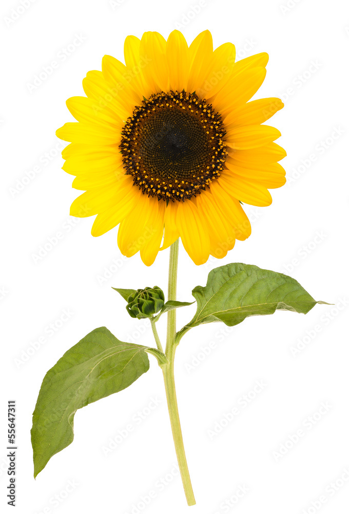 Obraz premium sunflower