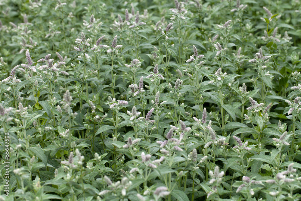 fresh mint in garden fresh mint in garden
