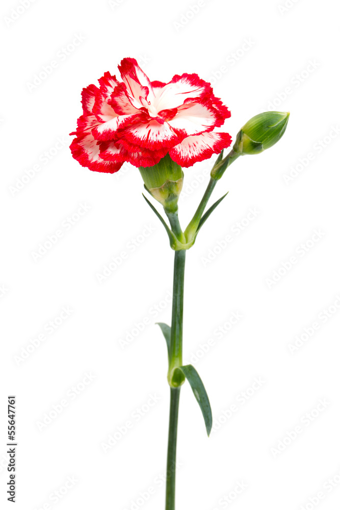 beautiful pink carnations isolated on white beautiful pink carnations isolated on white