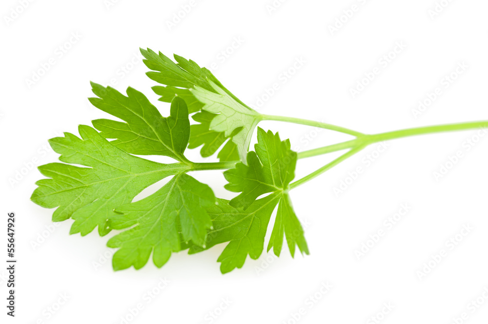 Parsley Parsley