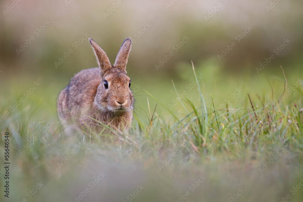 Fototapeta premium wild rabbit