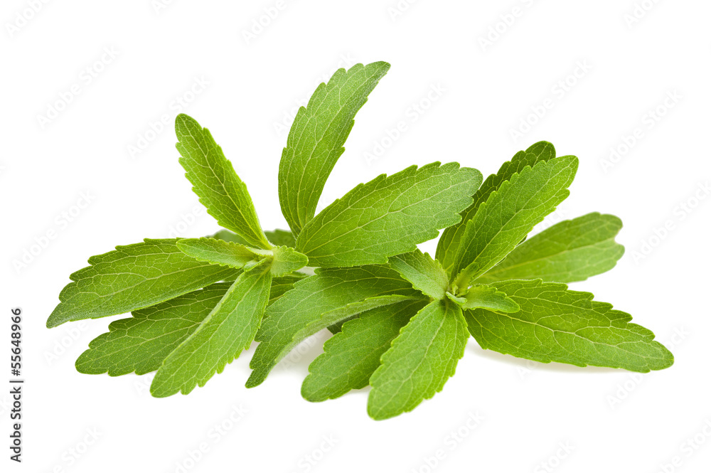 Stevia Stevia