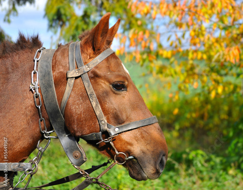 Horse is with the old trappings of autumn sunny day