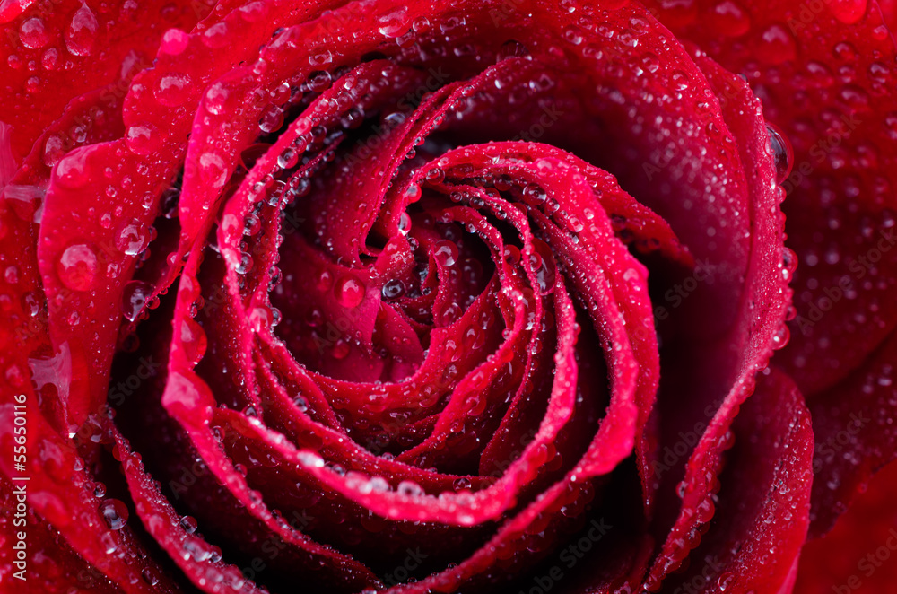 rose is with drops of dew rose is with drops of dew
