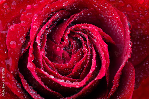 rose is with drops of dew