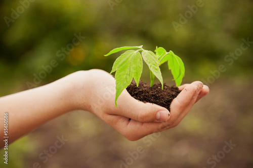 boy hands holding young plant