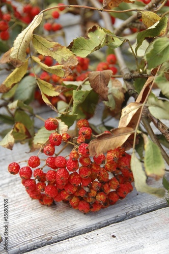 Obraz na płótnie Vogelbeeren