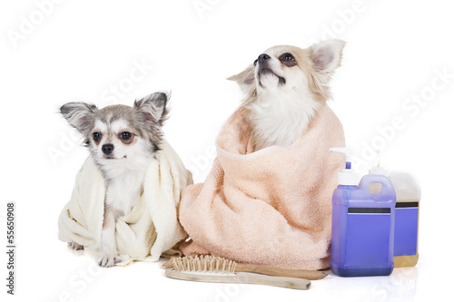 Wash the dogs