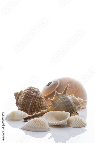 白背景に沢山の貝殻