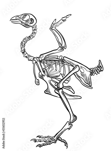 skeleton chicken photo