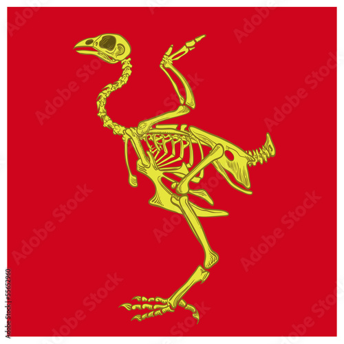 skeleton birds