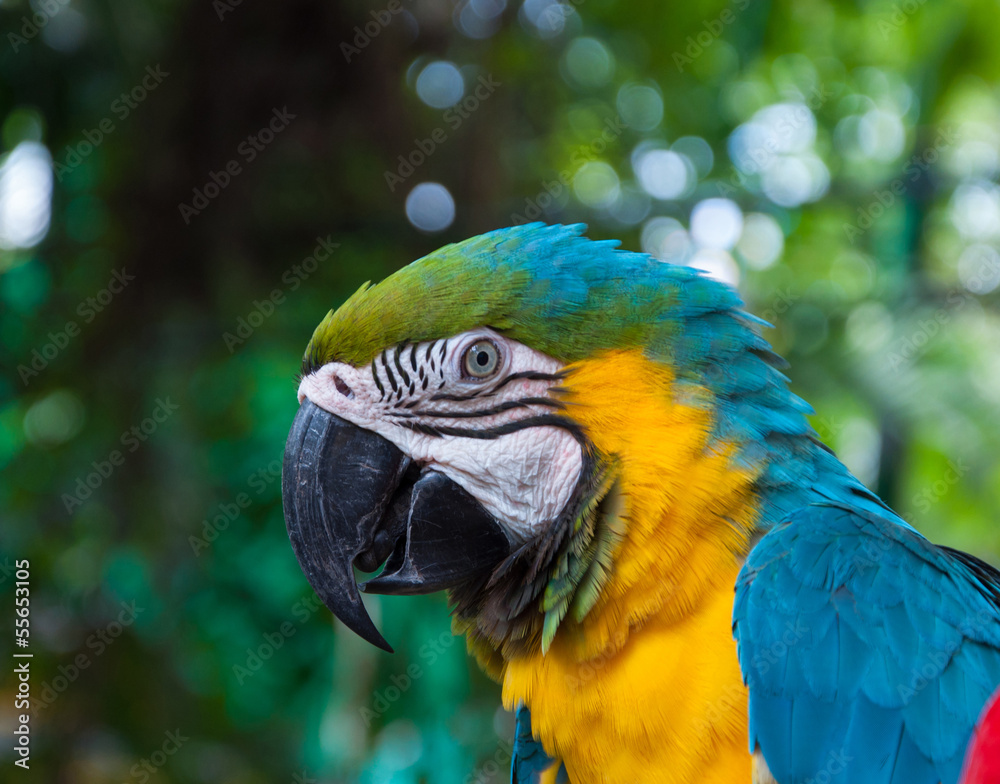 Parrot macaw beautiful colors in safari.