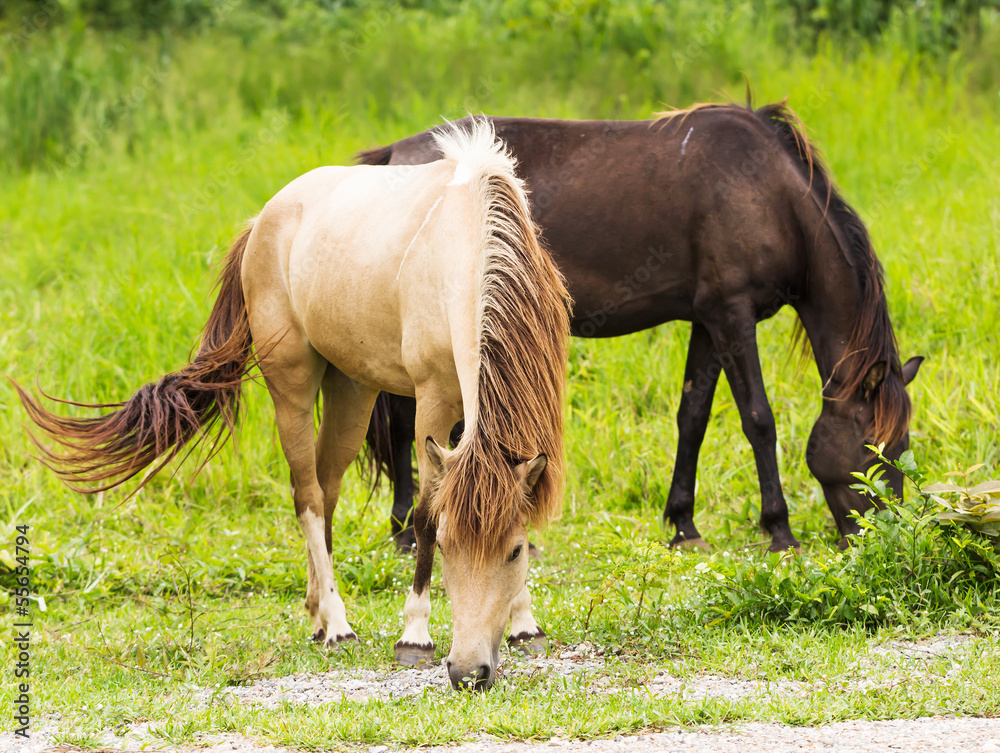 Horse in field Horse in field