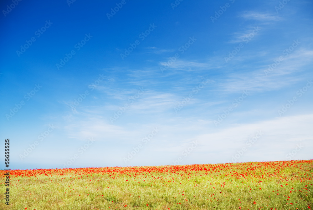 Poppy field against blue sky.