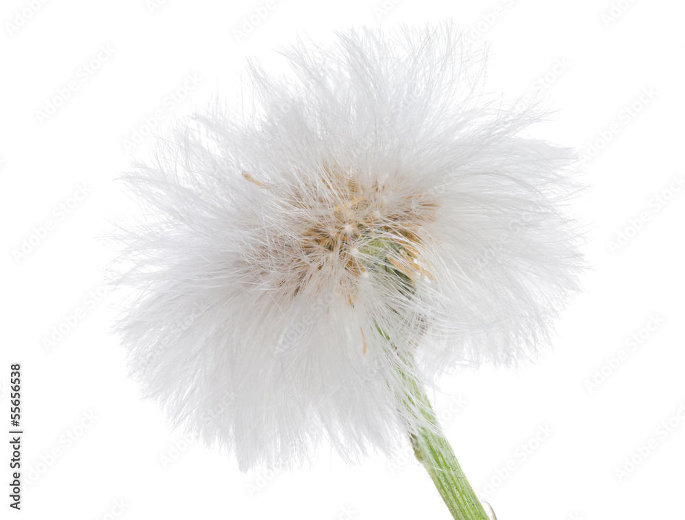 white isolated coltsfoot