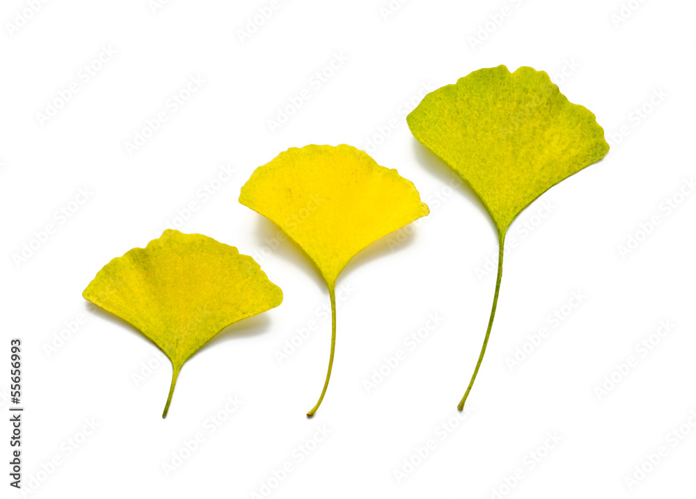 Naklejka premium Ginkgo