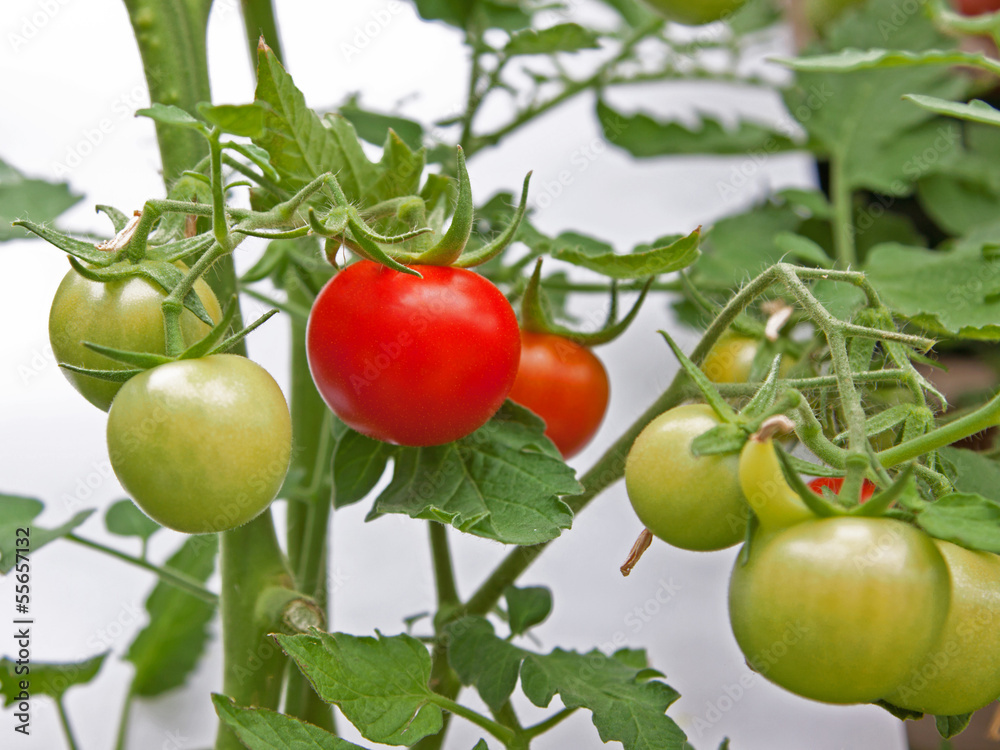 Ripe Tomato on the Vine
