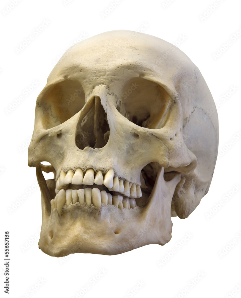 Fototapeta premium old skull isolated on white