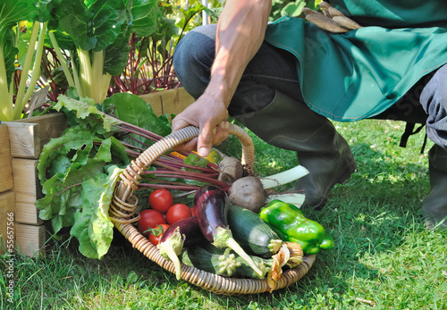 récolte de légumes