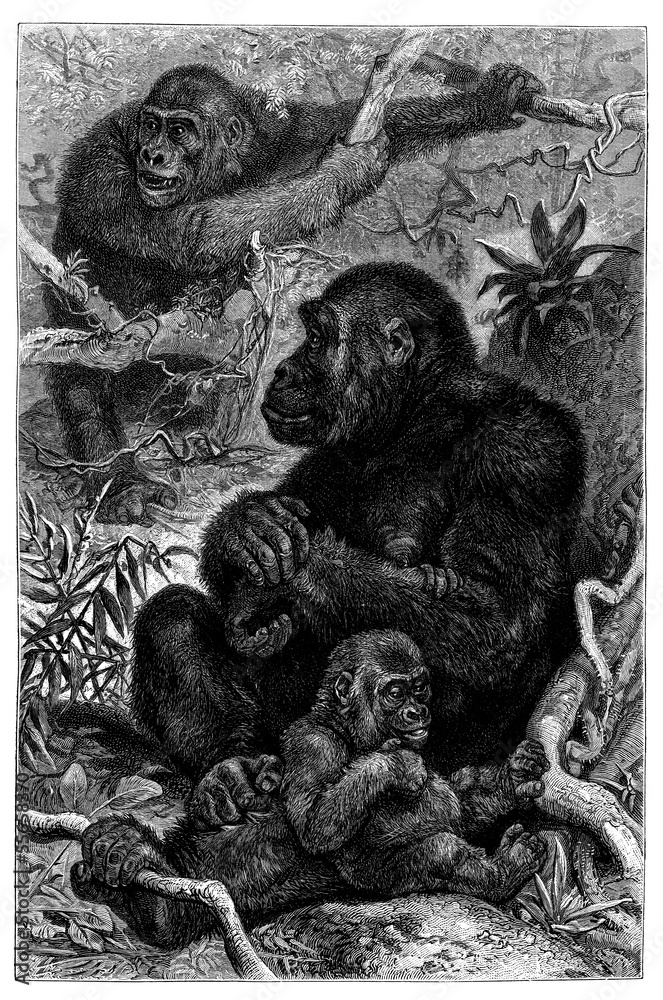 Fototapeta premium Monkeys : Gorilla