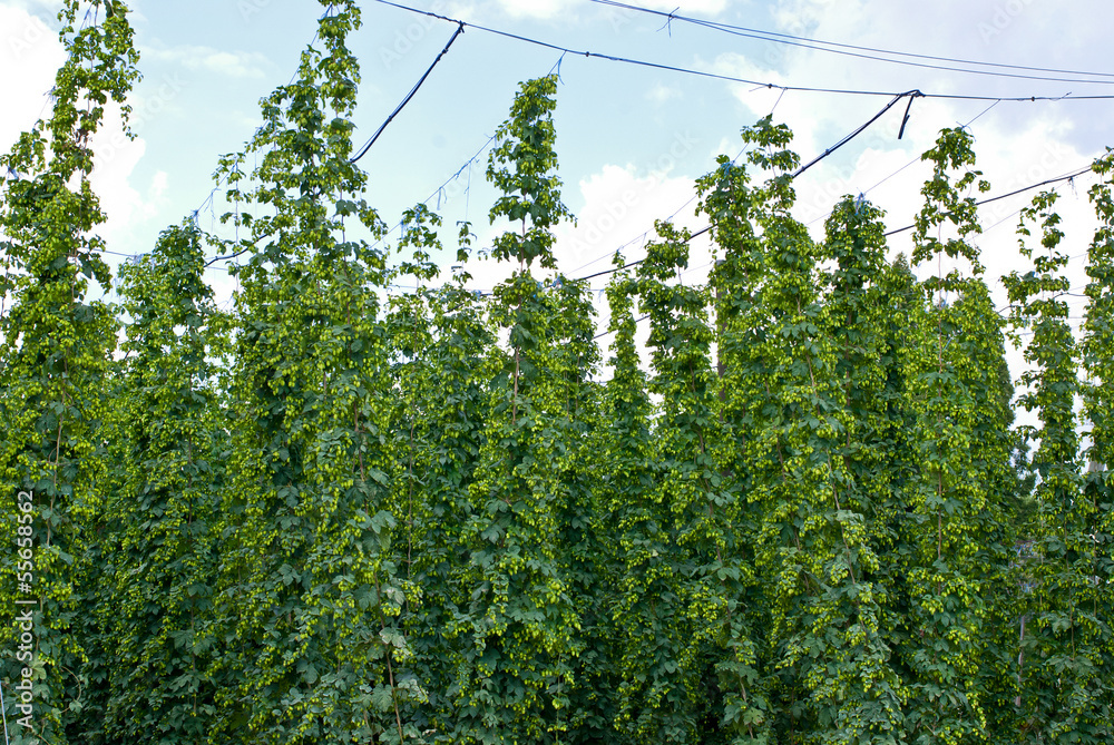 Fototapeta premium hop garden