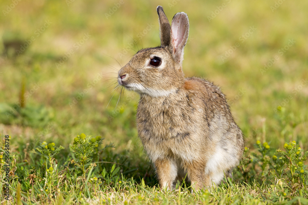 Brown Rabbit Brown Rabbit