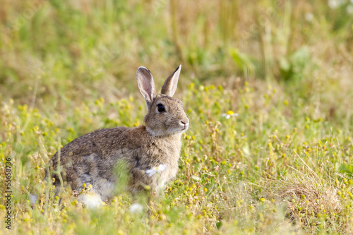 Brown rabbit in field © markmedcalf