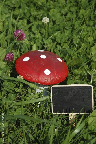 Glückspilz und Klee