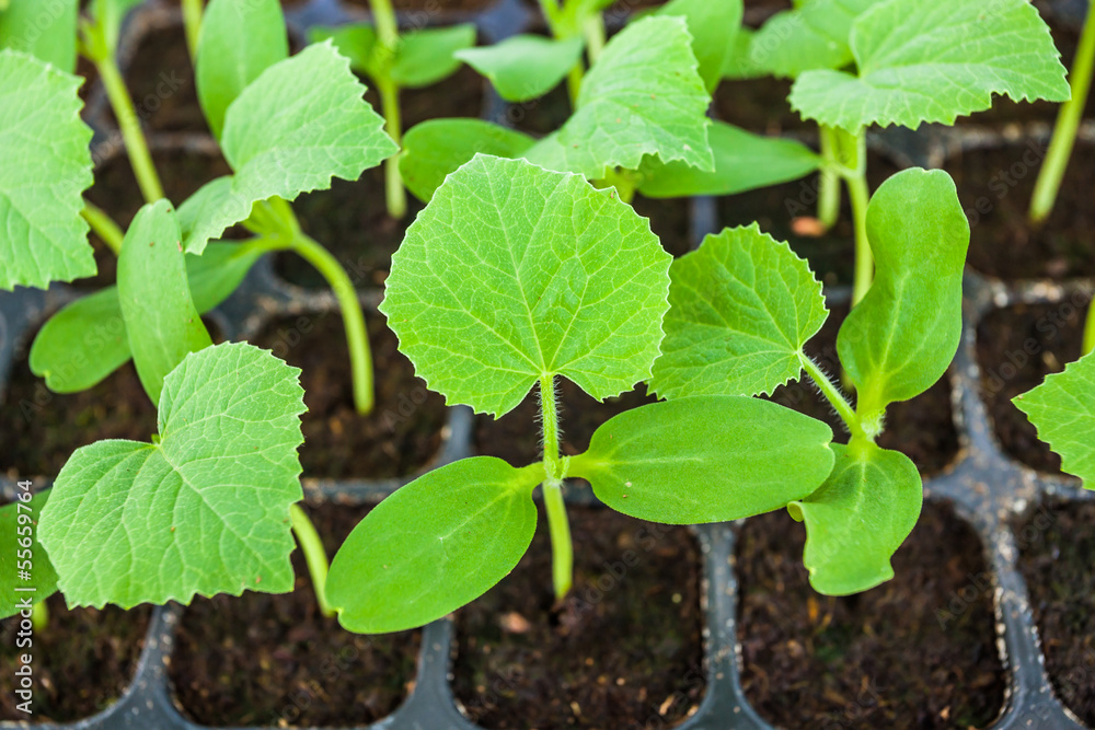 Young seedlings of melon in tray. Young seedlings of melon in tray.