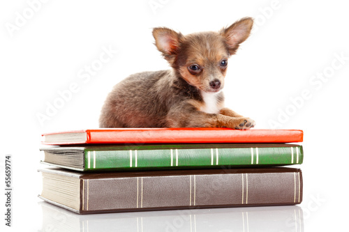 dog on books.   Chihuahua puppy © EwaStudio