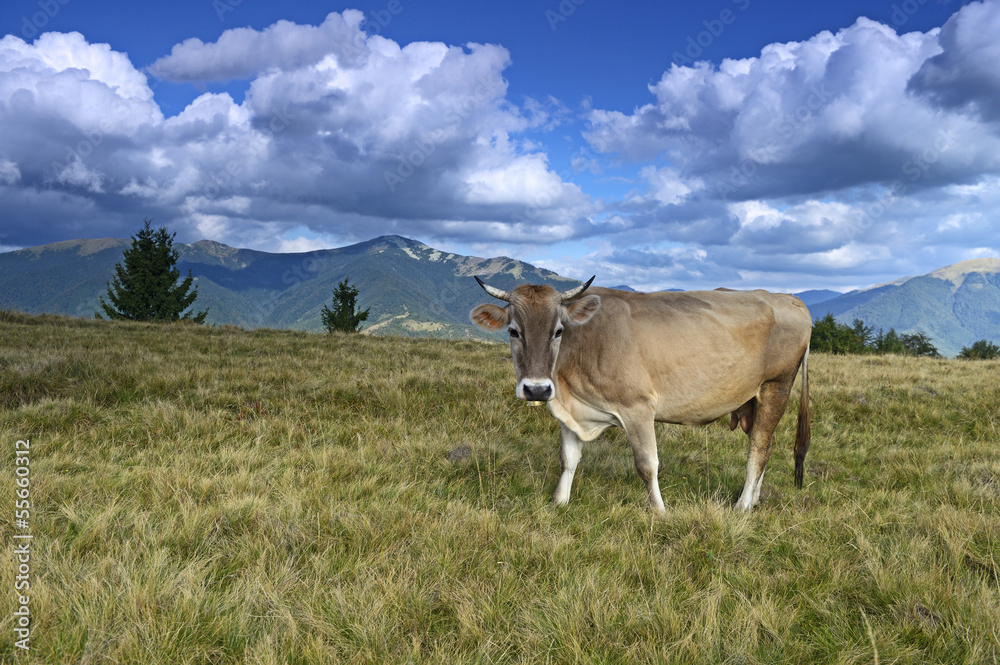 Carpathian cow