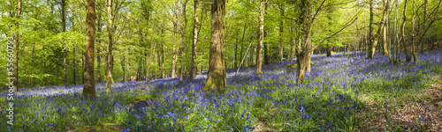 Magical forest and wild bluebell flowers #55660793