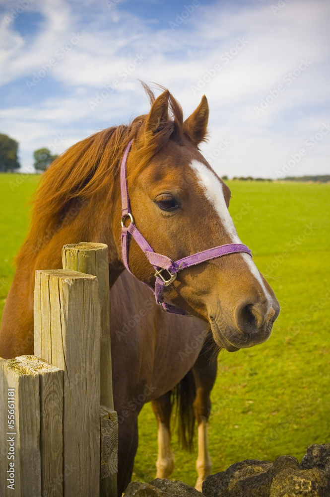 Healthy horse portrait Healthy horse portrait