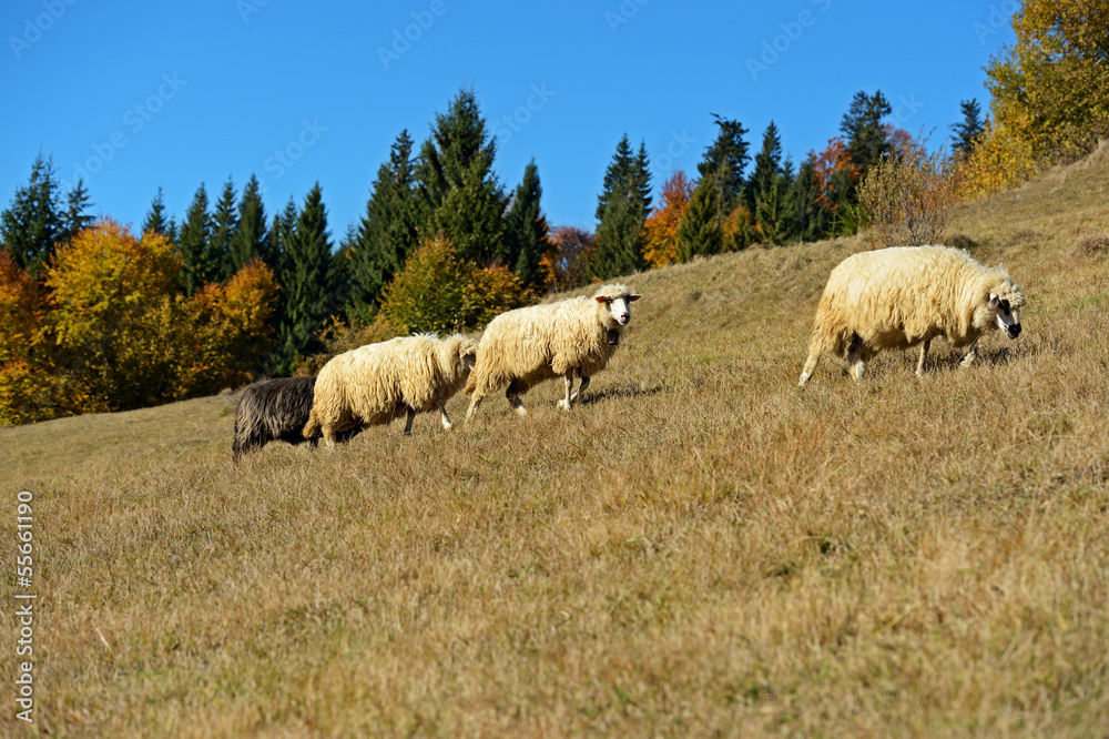 Sheep graze in a pasture in the mountains Sheep graze in a pasture in the mountains