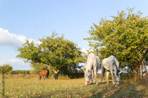 horse © TSpider