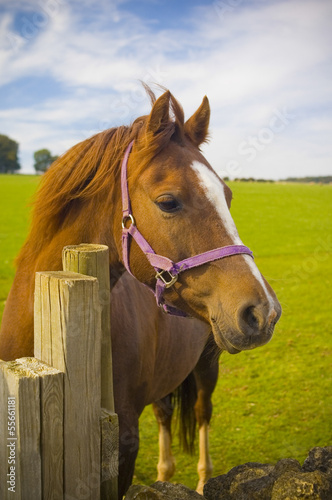 Healthy horse portrait © travelwitness