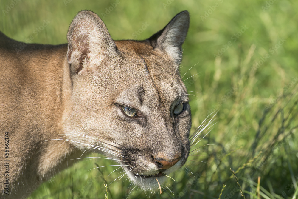 Puma (Felis Concolor) Stock Photo | Adobe Stock