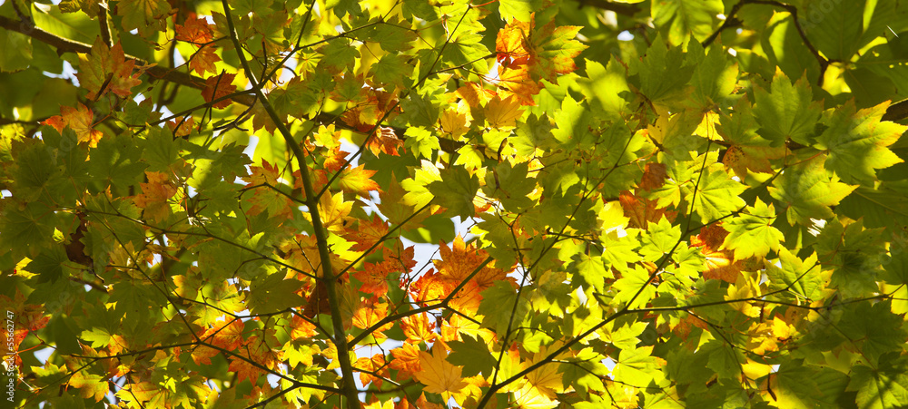 Autumn colours, Acer leaves