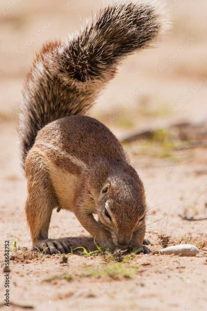 Ground squirrel eating grass roots in the hot kalahari Ground squirrel eating grass roots in the hot kalahari