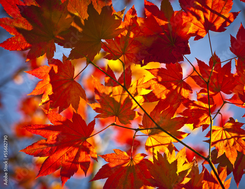 Autumn colours  Acer leaves