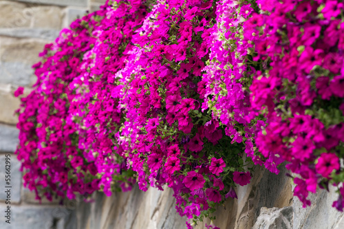 Bright pink flowers closeup