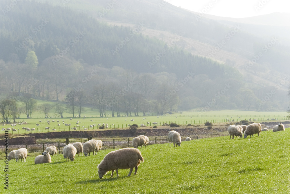Fototapeta premium Healthy sheep and livestock, Idyllic Rural, UK