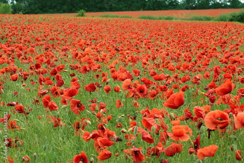 Red Poppy flowers growing in the  field  full frame