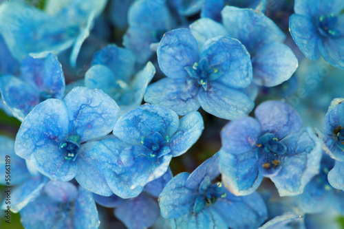 Blue Hydrangea  flowers as a background