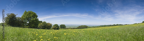 Buttercup field, rural landscape