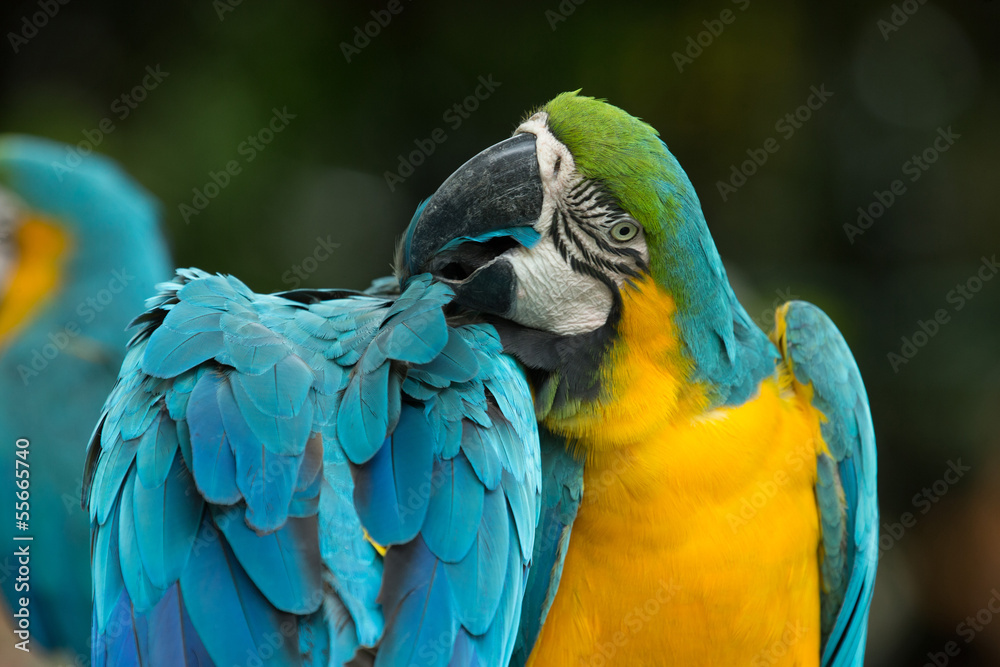 Naklejka premium parrot