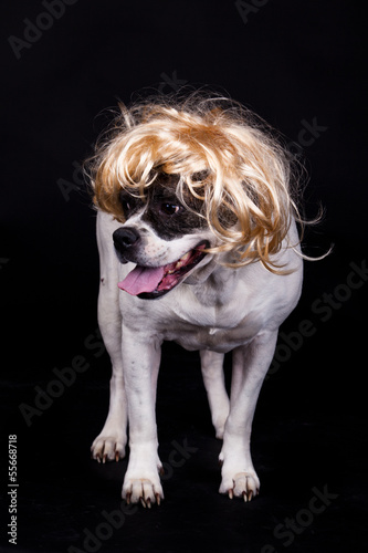 american bulldog on black background glasses hair photo