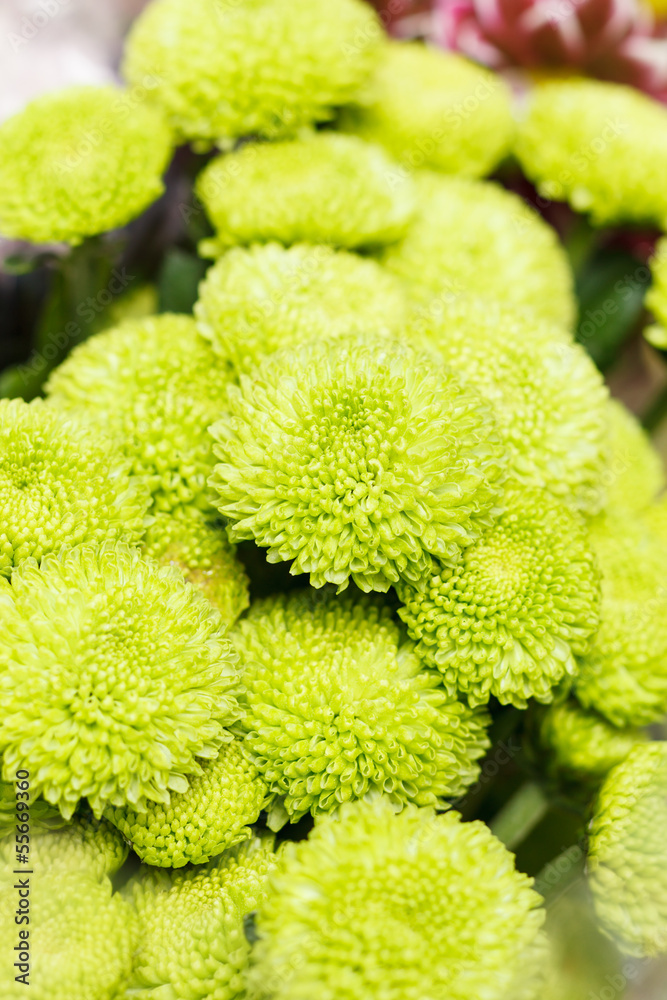 chrysanthemum chrysanthemum