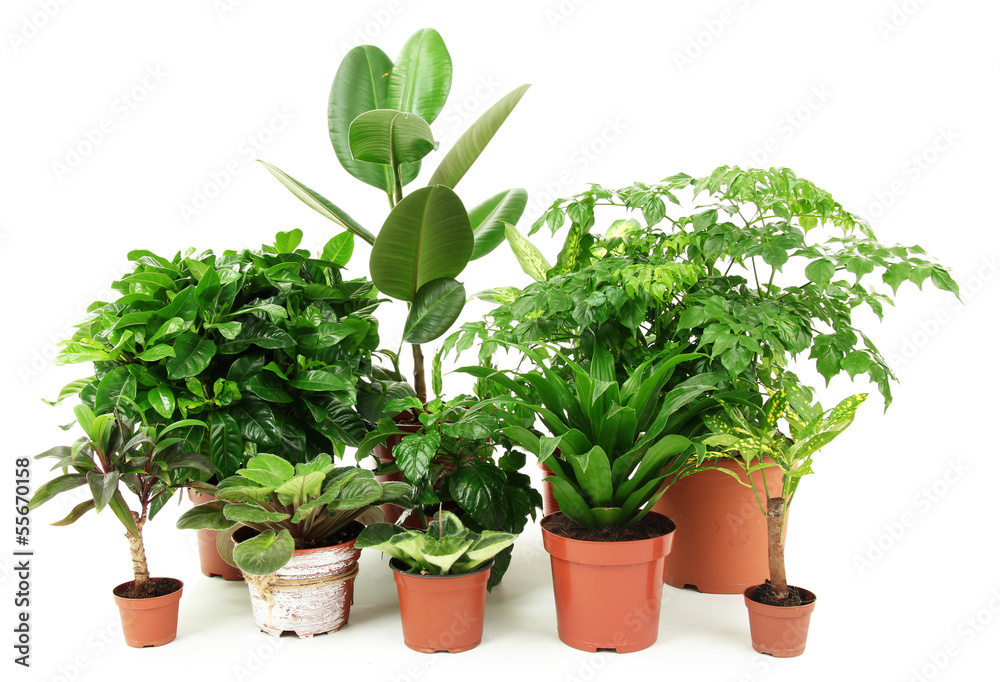 Fototapeta premium Beautiful flowers in pots isolated on white